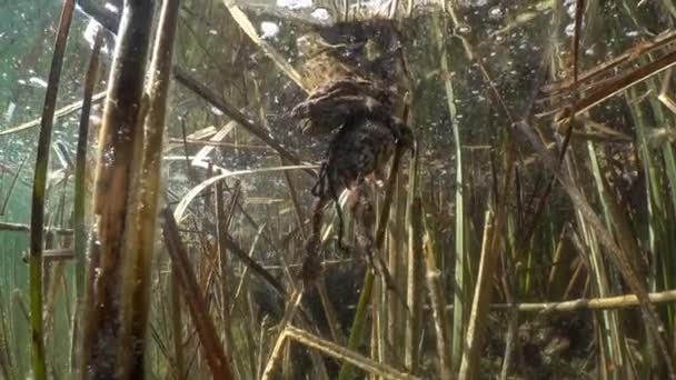 Krötenpaar Bufo Bufo Amplexus Einem Klaren See Während Der Brutzeit — Stockvideo