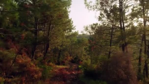 Drone Flying Trees Forest — Vídeo de stock