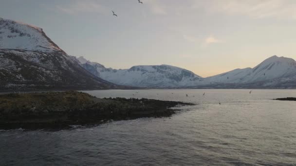 Robuuste Arctische Eilanden Zeevogels Die Rondvliegen Met Besneeuwde Bergen — Stockvideo