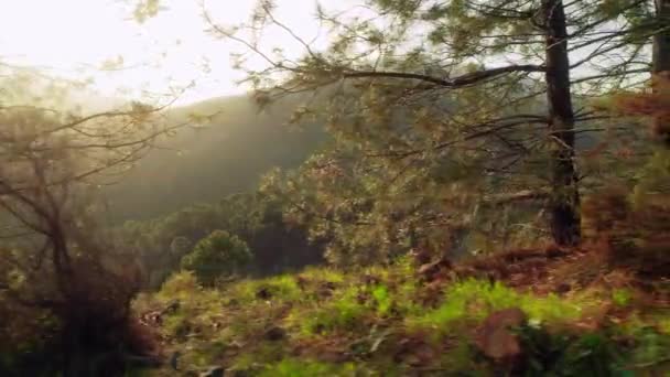 Zijwaarts Bewegen Langs Het Bos — Stockvideo