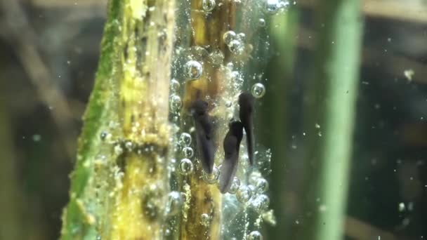 Pad Bufo Bufo Kikkervisjes Bij Ondiepe Randen Van Het Meer — Stockvideo