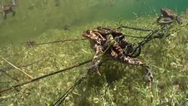 Common Toad Bufo Bufo Pair Lying Bottom Clear Watered Lake — Vídeos de Stock