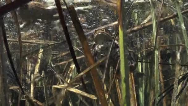 Onderwaterbeelden Van Gewone Pad Bufo Bufo Tijdens Broedtijd — Stockvideo