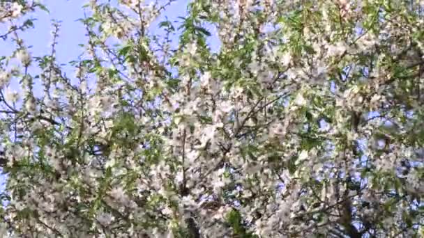 Fragile Cloak Pink White Almond Blossoms Heralding Arrival Spring Exuberant — Vídeos de Stock