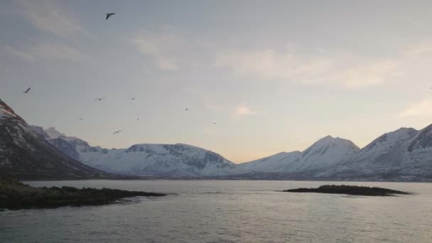 Fåglar Som Flyger Majestätisk Norsk Fjordlandskap Vintern Antenn — Stockvideo