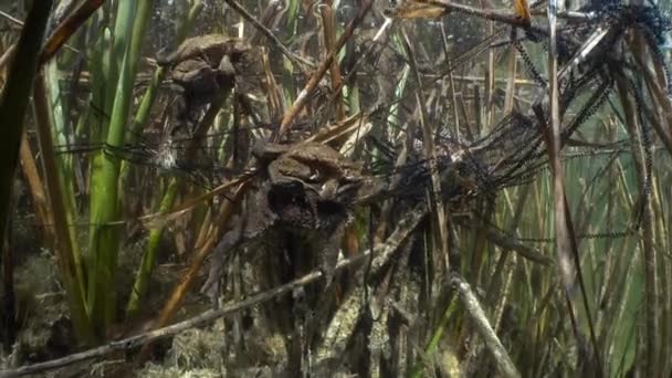 Varios Pares Sapo Común Bufo Bufo Amplexus Lago Agua Clara — Vídeos de Stock