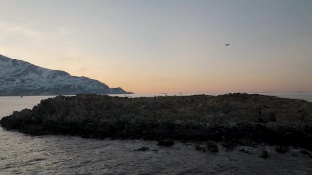 Seagulls Colony Nesting Rocky Isle Majestic Norway Fjord Aerial — Vídeos de Stock