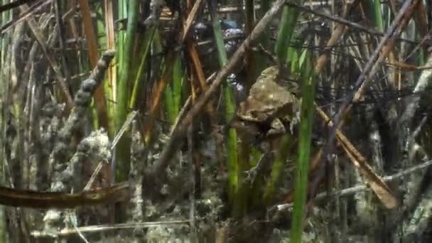 Par Sapo Común Bufo Bufo Amplexus Lago Agua Clara Durante — Vídeos de Stock