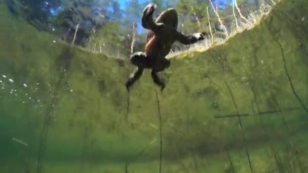 Загальна Жаба Bufo Bufo Плаває Біля Поверхні Чистого Озера — стокове відео