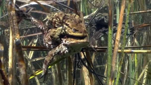 Successful Common Toad Bufo Bufo Stays Amplexus Several Days Female — Stock Video