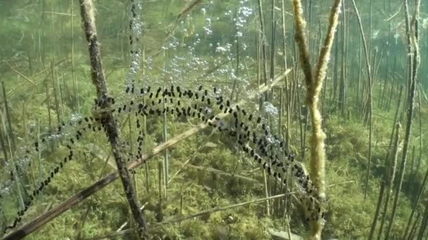 Common Toad Bufo Bufo Spawn Strings Underwater Attached Plants Shore — Video Stock