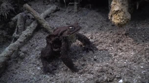Common Toad Bufo Bufo Lies Bottom Clear Watered Lake — Stock videók
