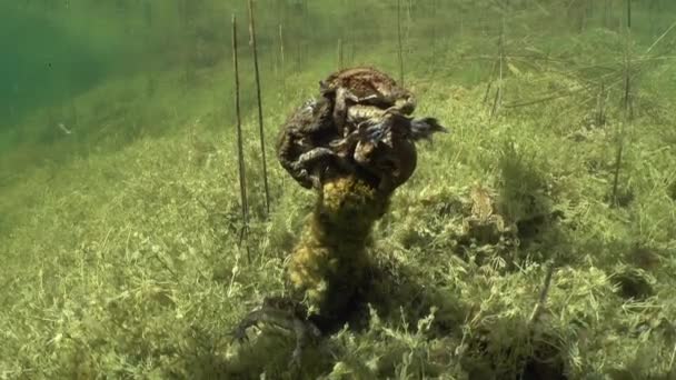 Underwater Footage Common Toad Bufo Bufo Breeding Time — Vídeos de Stock