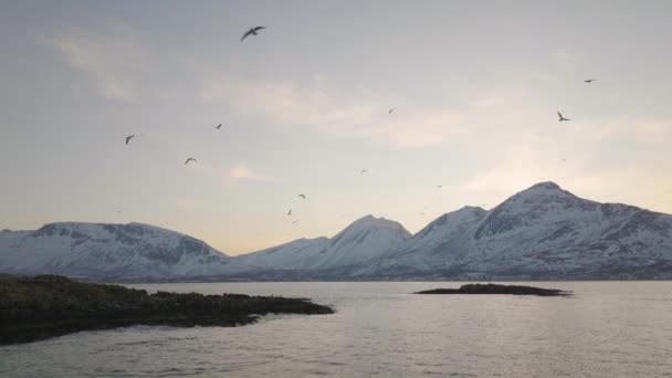 Seagull Koloni Flyger Tromvik Snöig Fjord Landskap Slowmo Antenn — Stockvideo