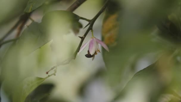 Una Abeja Tratando Encontrar Polen Una Planta Medio Naturaleza — Vídeo de stock