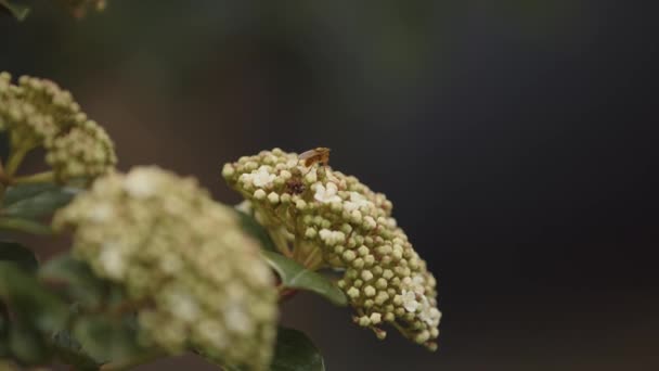 Little Fly Plant Resting — Video