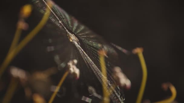 Pavouk Pavučině Podrobnostmi — Stock video
