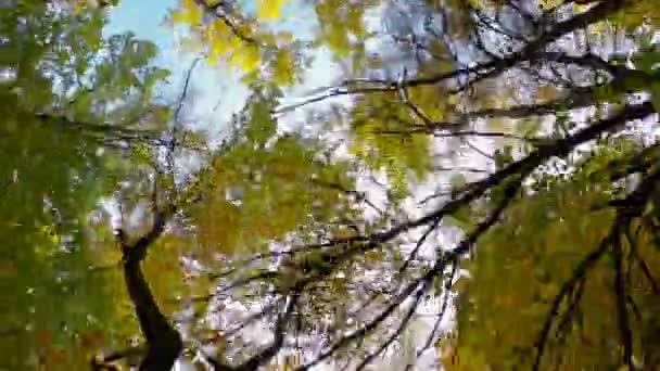 从下往上俯瞰秋天的树木 秋天的一天 在茂密的森林里 从下往上俯瞰着树冠的景象 金色的秋天在森林里 天空中的树梢 抬起头来 — 图库视频影像
