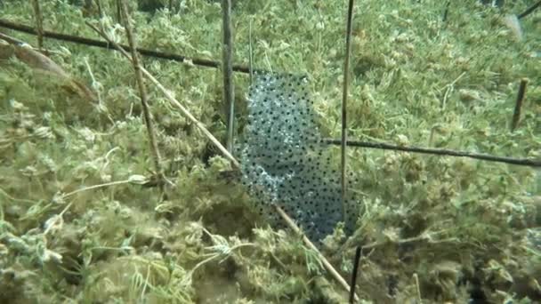 Moor Frog Rana Arvalis Clutches Eggs Laid Gelatinous Masses Bottom — Vídeo de Stock