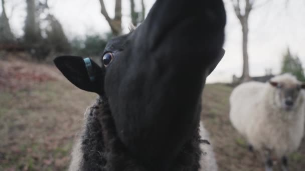 Close Van Een Zwart Schaap Een Veld Een Bewolkte Winterdag — Stockvideo