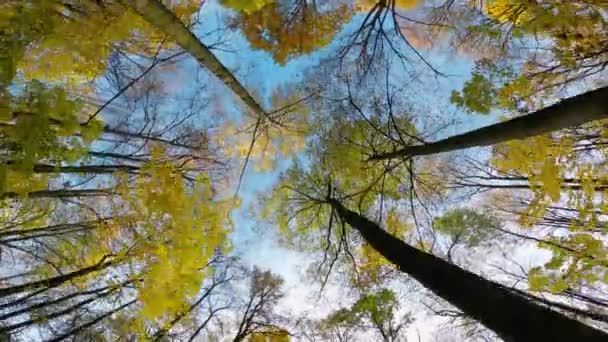 View Autumn Trees Bottom Bottom View Crowns Trees Dense Forest — Vídeo de stock