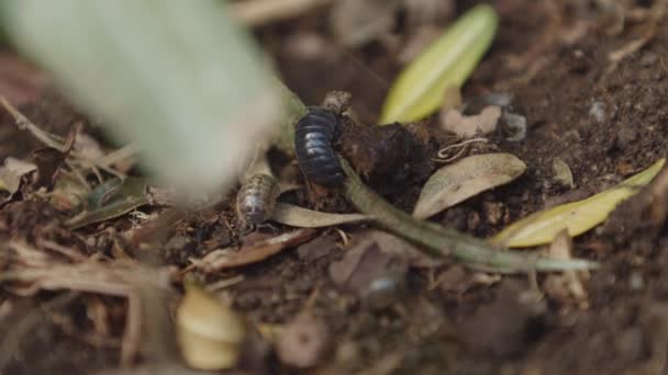 Two Wood Louses Dirt — Vídeos de Stock