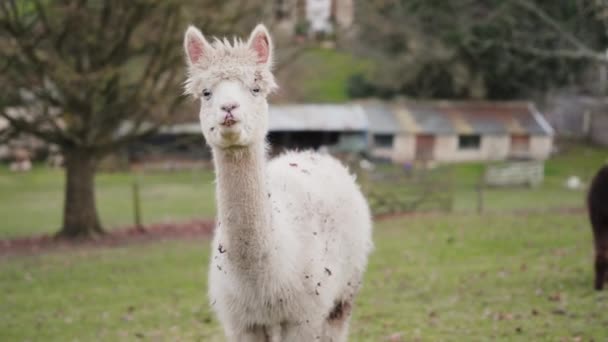 Witte Alpaca Eet Gras Een Veld 100Fps — Stockvideo