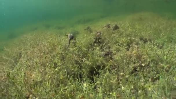 Během Období Rozmnožování Žabí Samci Bufo Bufo Dorazí Jezeru Jako — Stock video