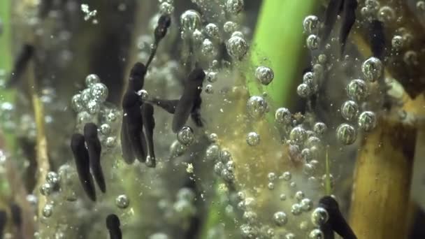 Kleine Kikkervisjes Bufo Bufo Aan Ondiepe Randen Van Het Meer — Stockvideo