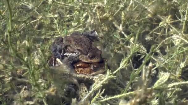 Broasca Broască Comună Bufo Bufo Împerechează Amplexus Într Lac Apă — Videoclip de stoc