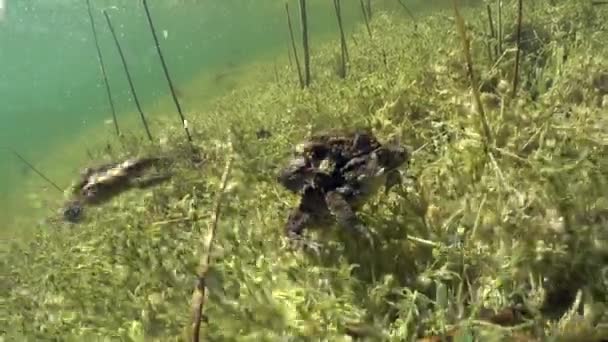 Underwater Footage Common Toad Bufo Bufo Breeding Time — Vídeos de Stock