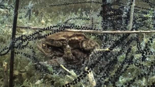 一般的なヒキガエル Bufo Bufo のペアは 澄んだ水の湖の底に横たわっている ゼラチン質の卵の文字列は 植物の茎に絡まっている エストニア — ストック動画