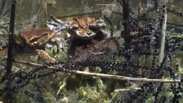 Common Toad Bufo Bufo Pair Lying Bottom Clear Watered Lake — Wideo stockowe