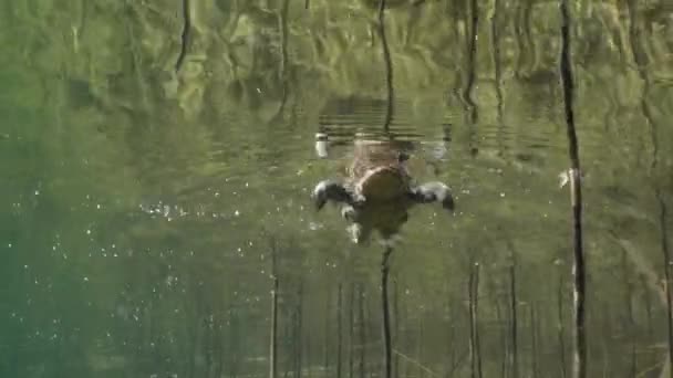 Sapo Común Macho Bufo Bufo Está Nadando Cerca Superficie Lago — Vídeo de stock