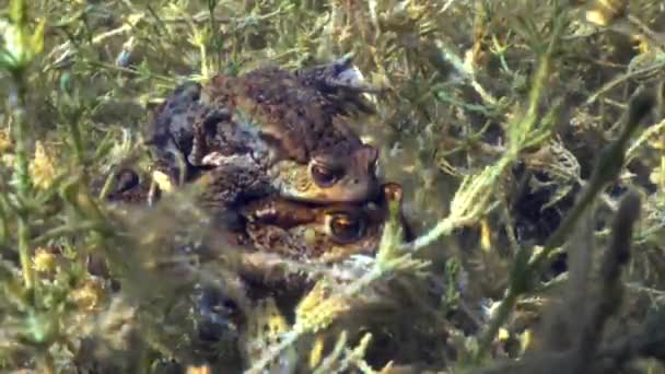 Common Toad Bufo Bufo Pair Amplexus Clear Watered Lake Breeding — Vídeo de Stock