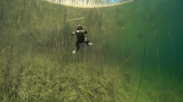 Sapo Comum Bufo Bufo Está Nadando Perto Superfície Lago Águas — Vídeo de Stock