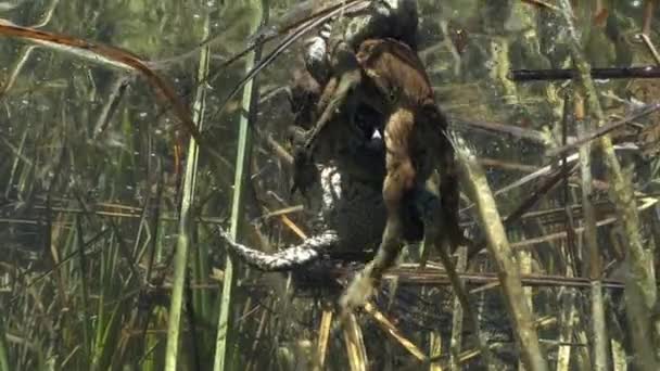 Tijdens Broedtijd Vechten Mannelijke Gewone Padden Bufo Bufo Voor Mogelijkheid — Stockvideo