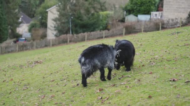 Two Pygmy Goats Play Fighting Field 100Fps — Wideo stockowe