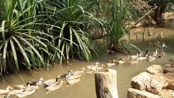 Kacsa Úszik Patakban — Stock videók