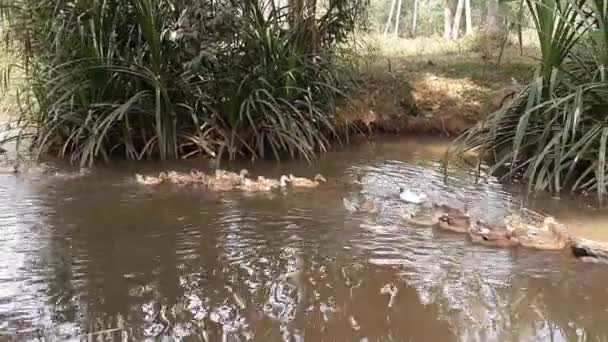 Groep Eenden Een Pluimveehouderij Gelegen Het Platteland Van Kerala — Stockvideo