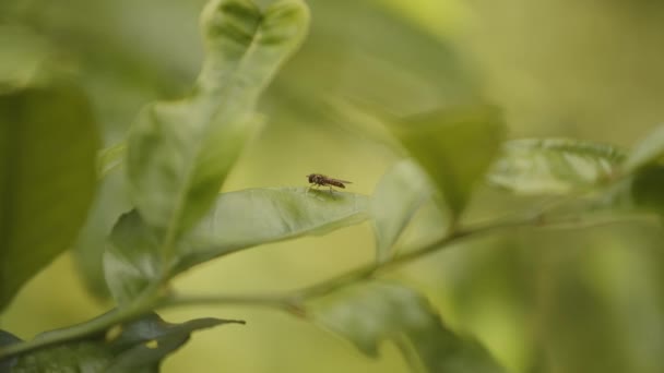 Fly Resting Very Green Leaf — Stockvideo