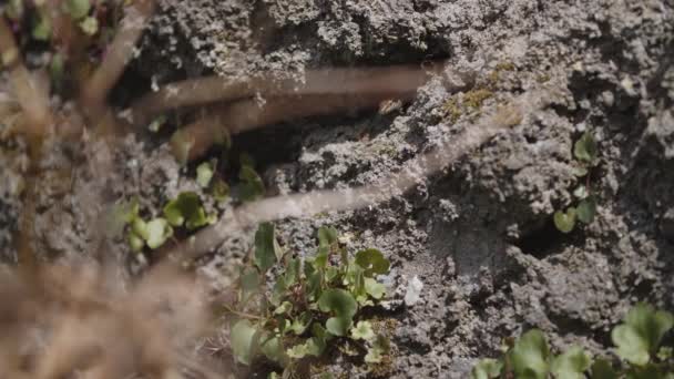 Cautious Lizard Appears Rocks — Vídeo de Stock