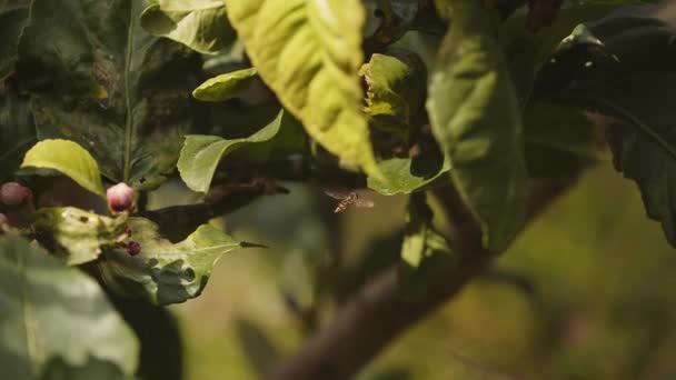 Fly Flying Leaf — Video Stock