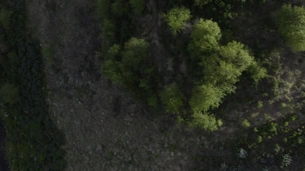 Aerial Fnjoska Nehri Vaglaskogur Ormanı Fnjoskadalur Zlanda — Stok video