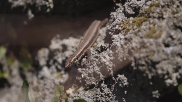 Sonnolenta Lucertola Che Esce Prendere Sole — Video Stock