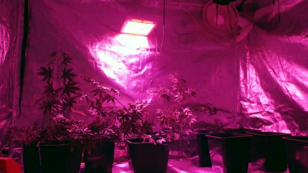 Cannabis Plants Growing Grow Tent Lamp Fan — ストック動画