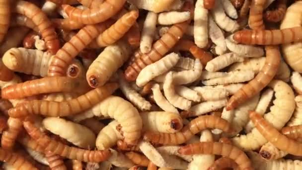 Mealworms Maggots Full Screen Close Live Food Birds Fish — Stock video