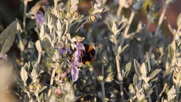 Bumblebee Collects Pollen Large Garden Bumblebee Ruderal Bumblebee Bombus Ruderatus — Vídeo de Stock
