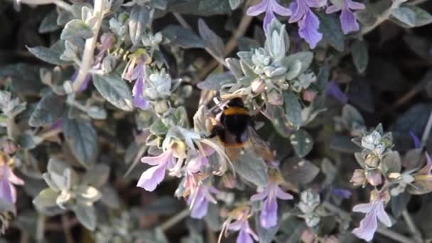 Large Garden Bumblebee Ruderal Bumblebee Bombus Ruderatus Flying Blossom Blossom — Vídeos de Stock