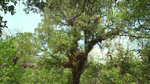 Oude Mangrove Boom Met Jungle Groei Wortels — Stockvideo